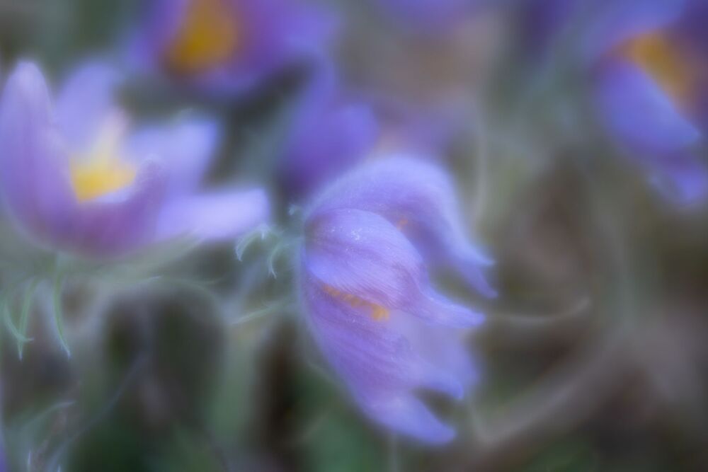 Spring  Flowers (4)