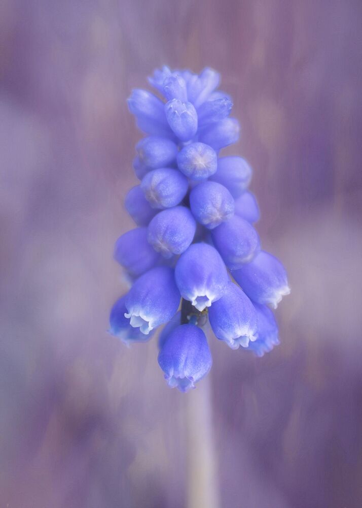 Spring  Flowers (5)