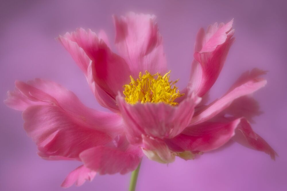 Spring  Flowers (7)