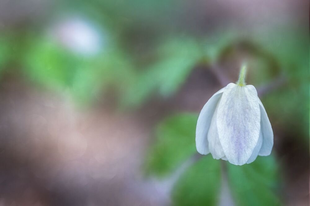 Spring  Flowers (8)