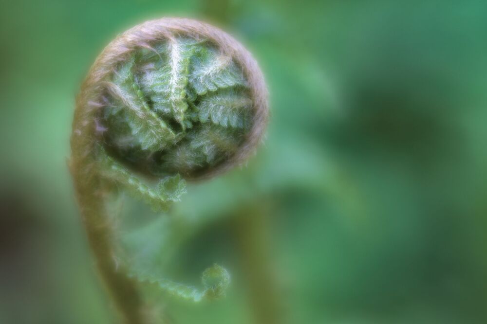 Spring  Flowers (9)