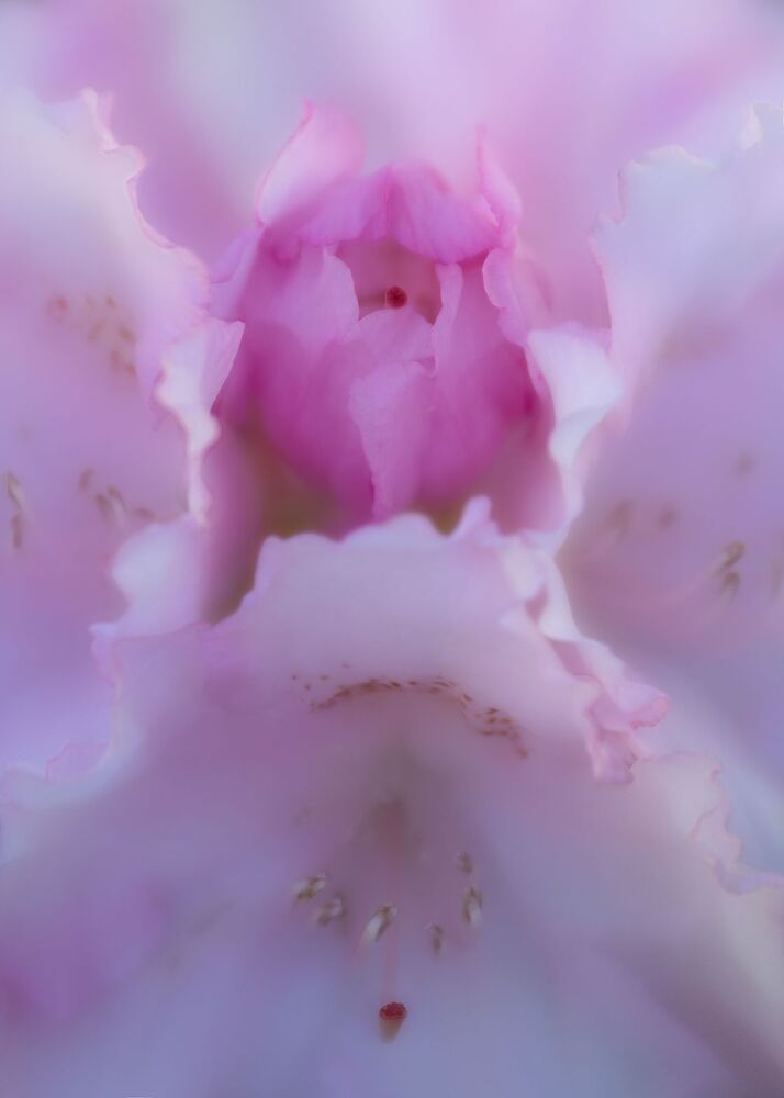 Spring  Flowers (10)