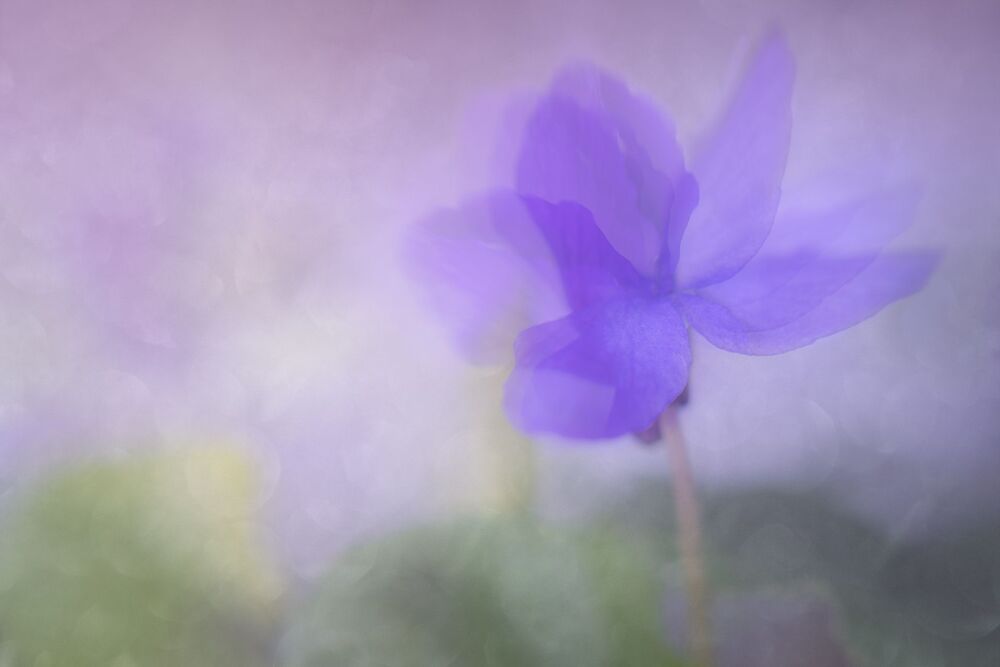 Spring  Flowers (11)