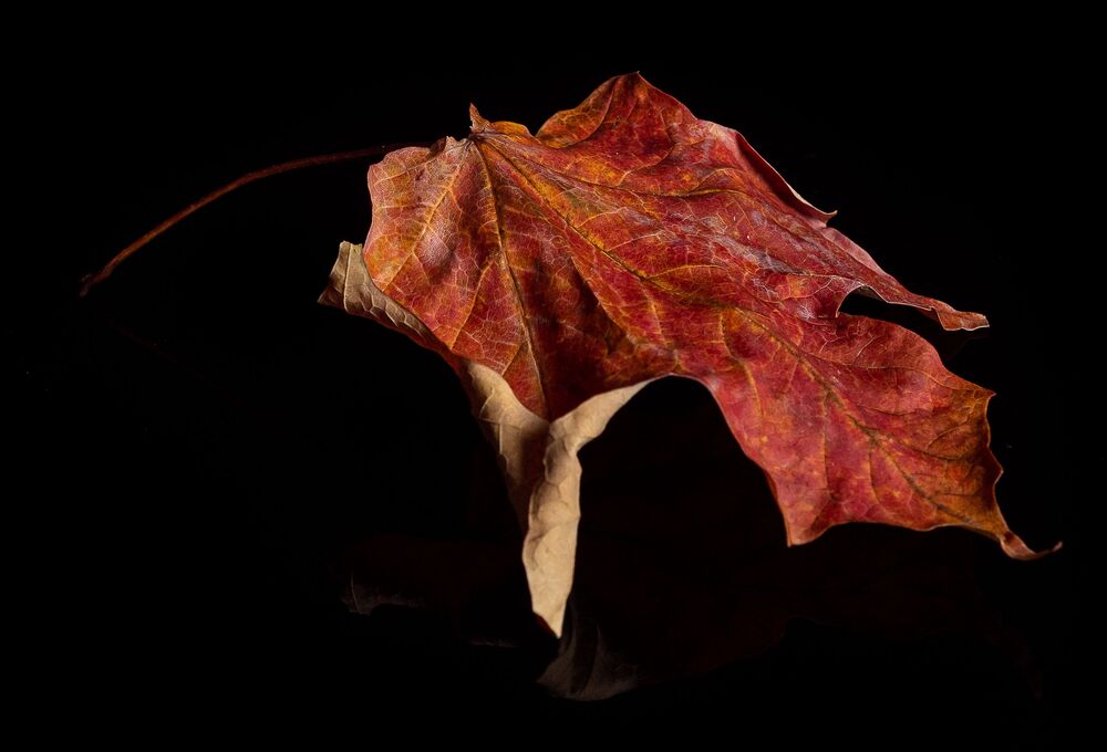 Autumn Still Life (3)