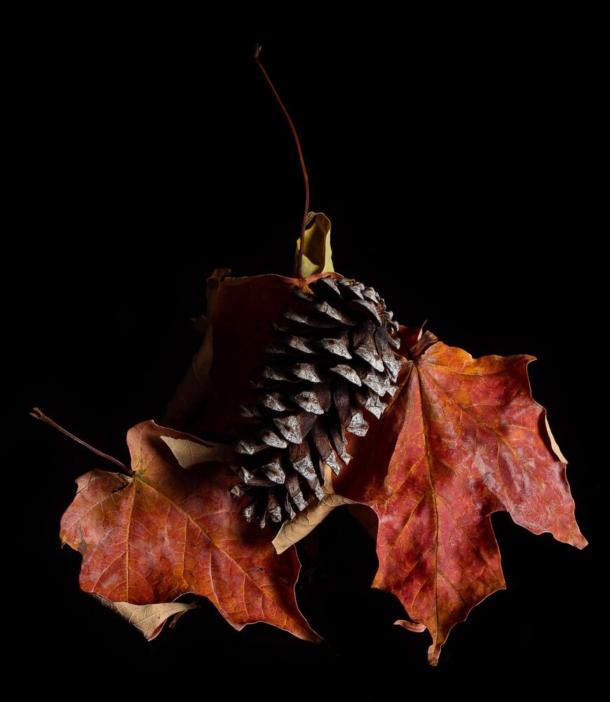 Autumn Still Life (4)