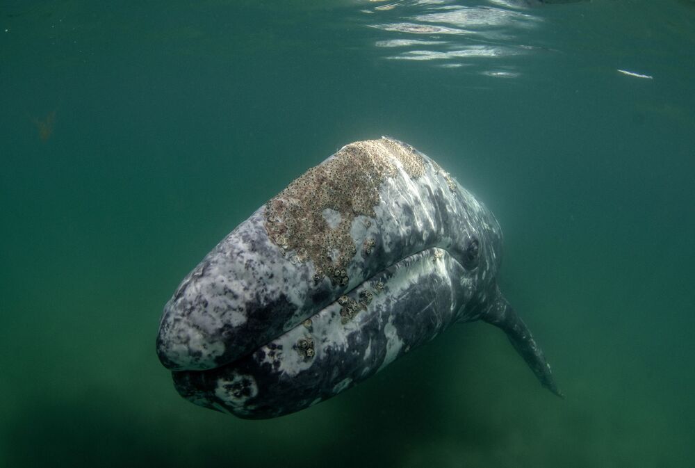 Mexican Grey whales (2)