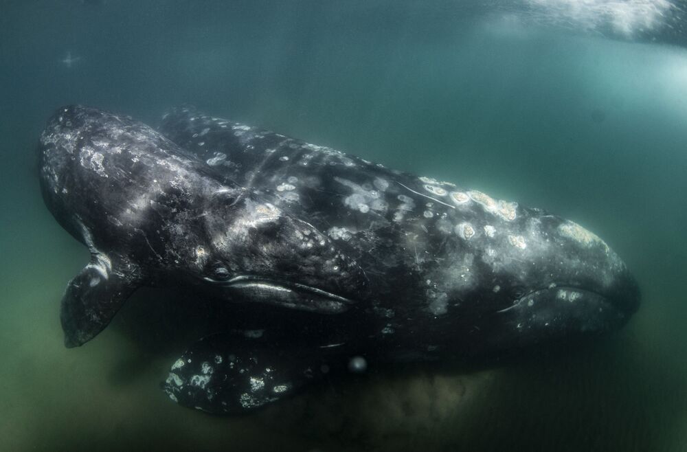 Mexican Grey whales (3)