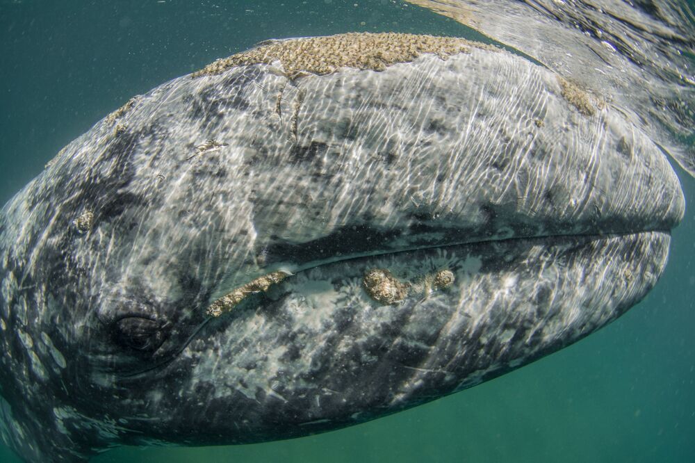 Mexican Grey whales (4)