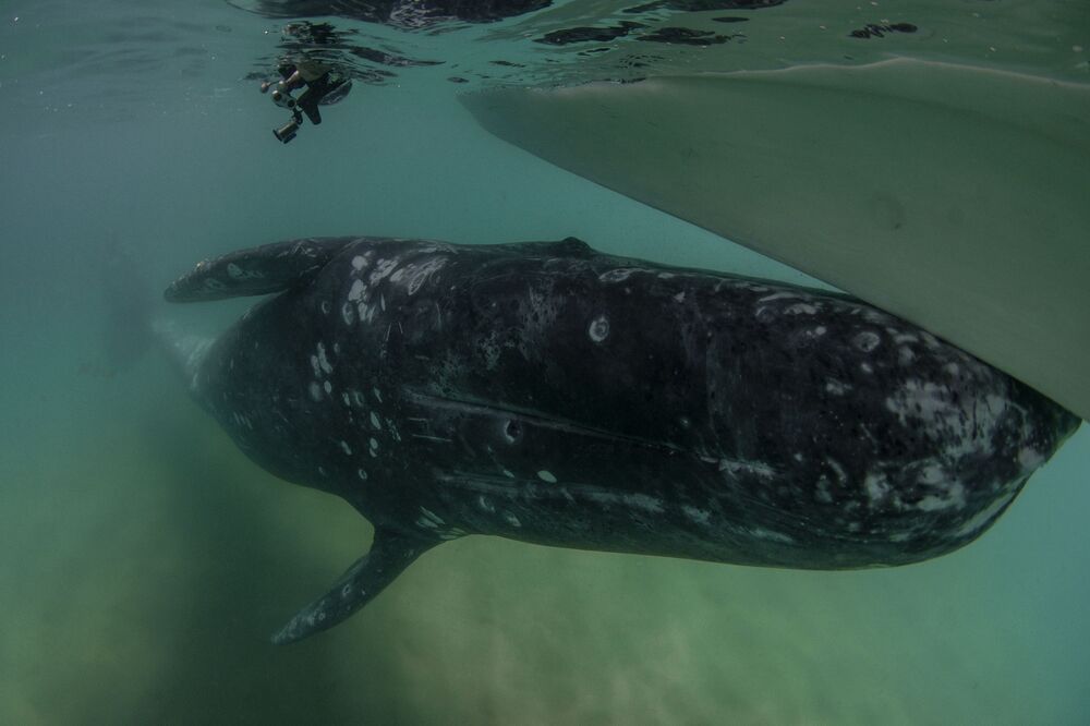 Mexican Grey whales (5)