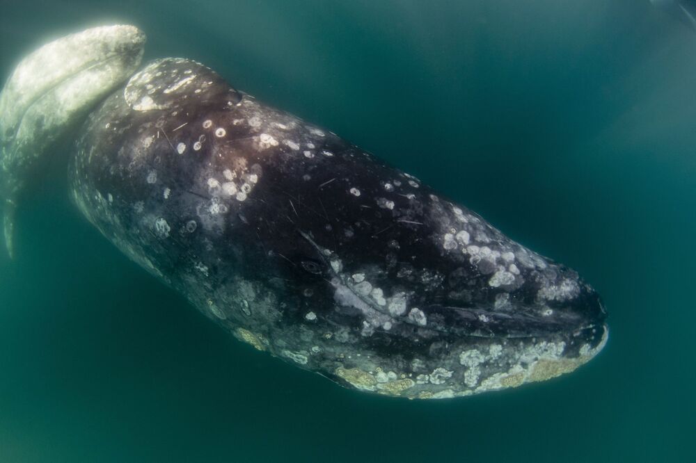 Mexican Grey whales (6)