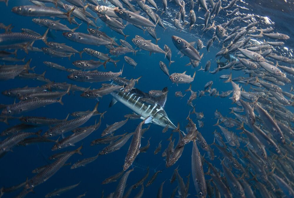 Marlin madness (2)