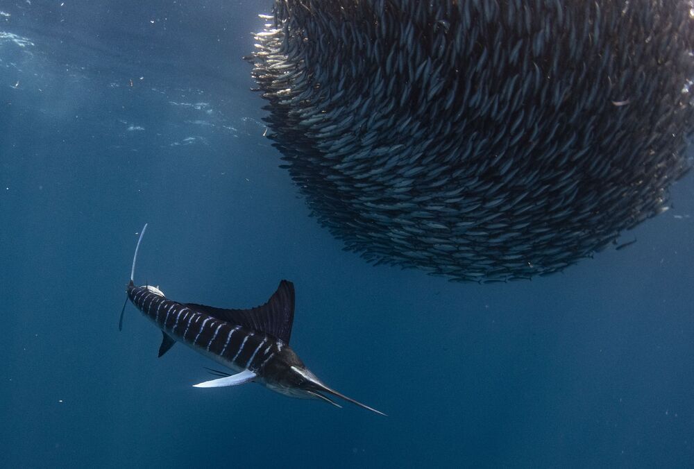 Marlin madness (3)