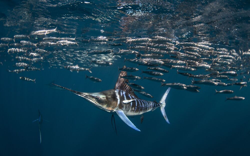 Marlin madness (4)