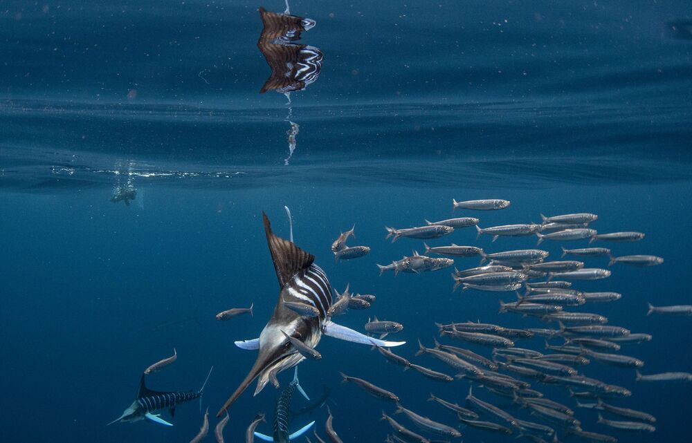 Marlin madness (5)