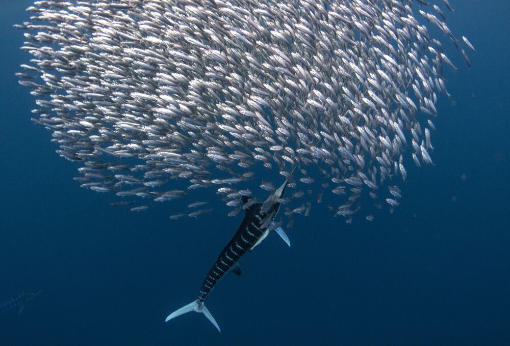 Marlin madness (6)