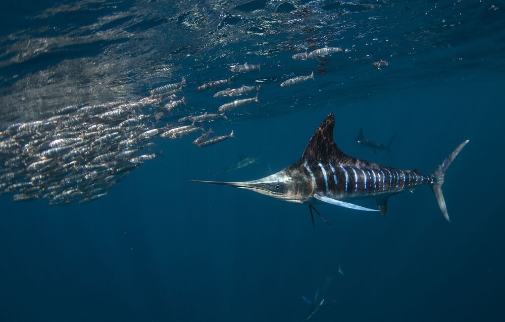 Marlin madness (7)