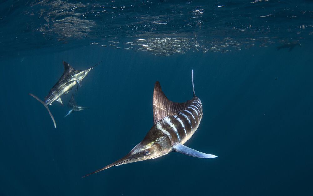 Marlin madness (8)