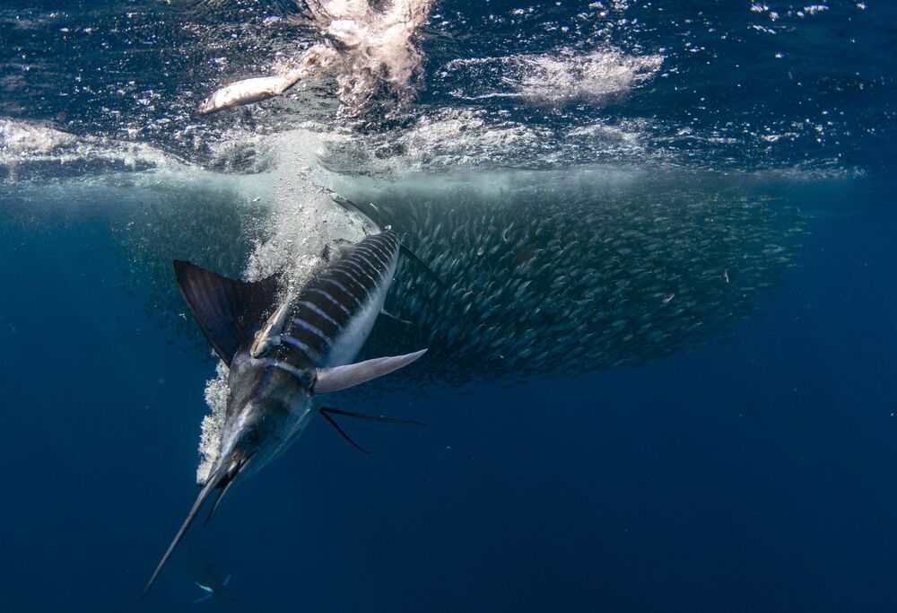 Marlin madness (9)