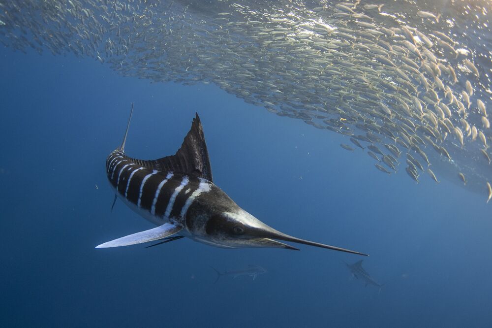 Marlin madness (10)