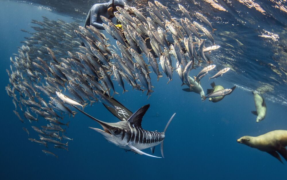 Marlin madness (11)