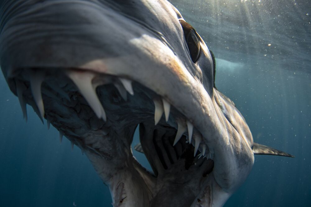 Mako madness (2)