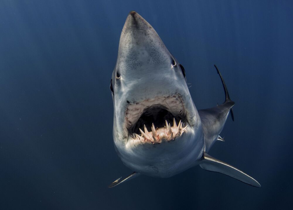 Mako madness (3)