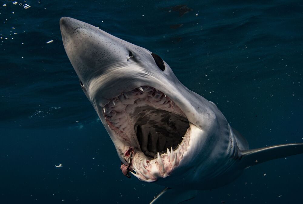 Mako madness (4)