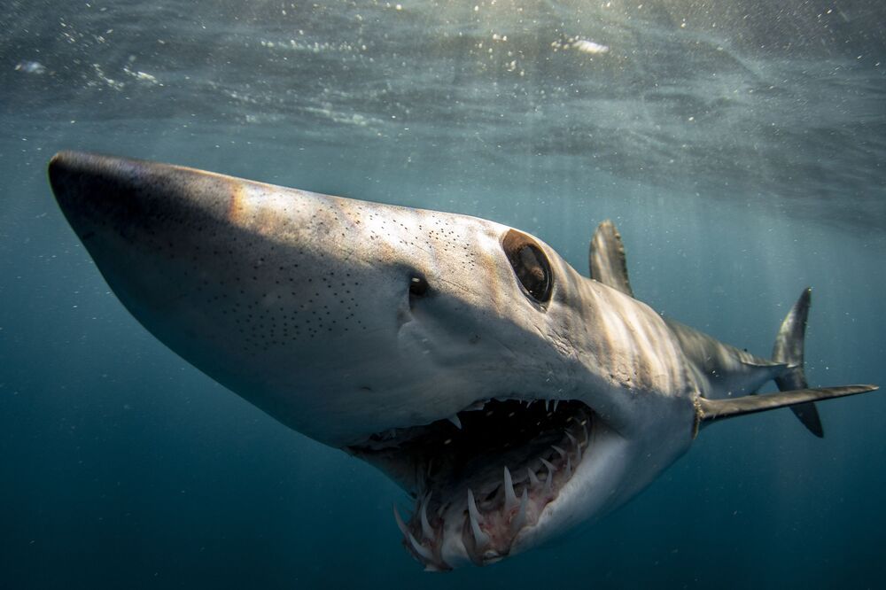 Mako madness (5)