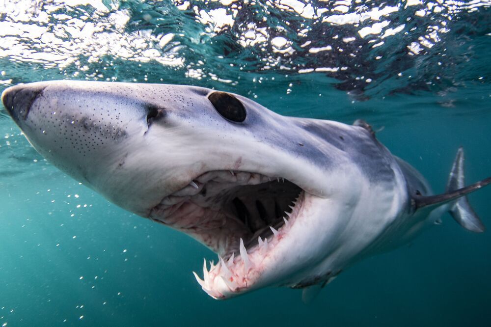 Mako madness (6)