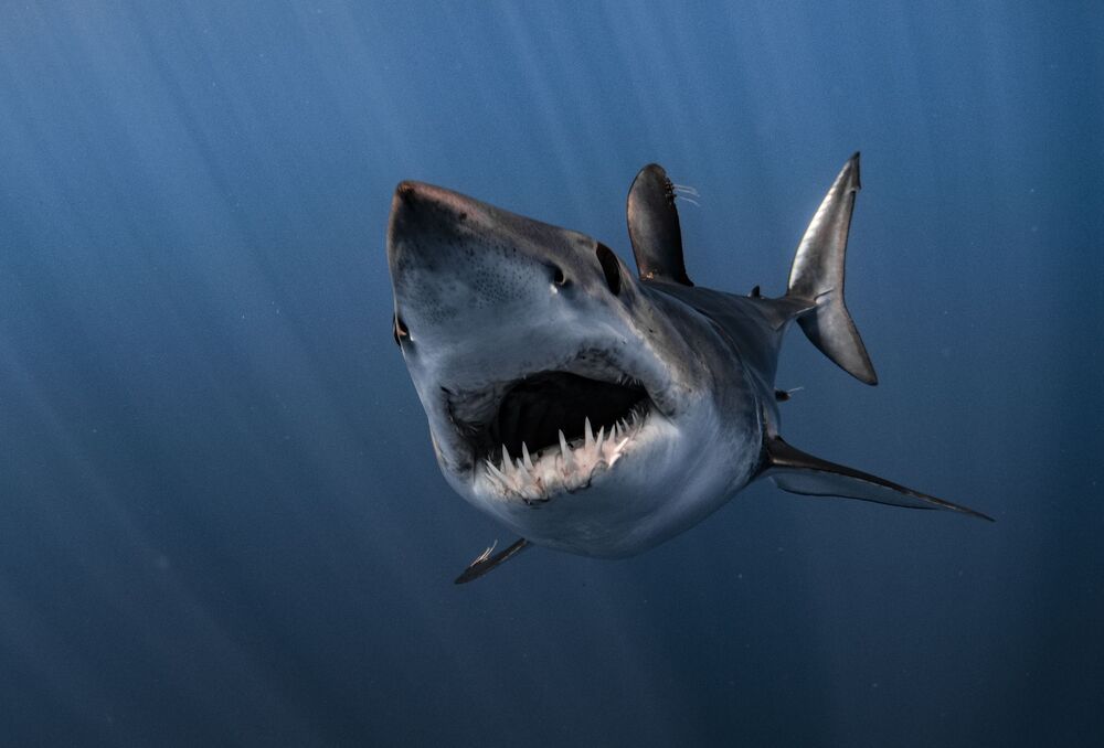 Mako madness (7)