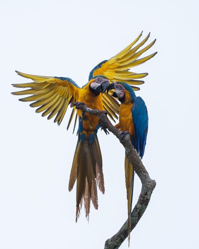 Blue and Yellow Macaw (2)