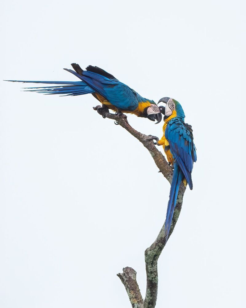 Blue and Yellow Macaw (3)