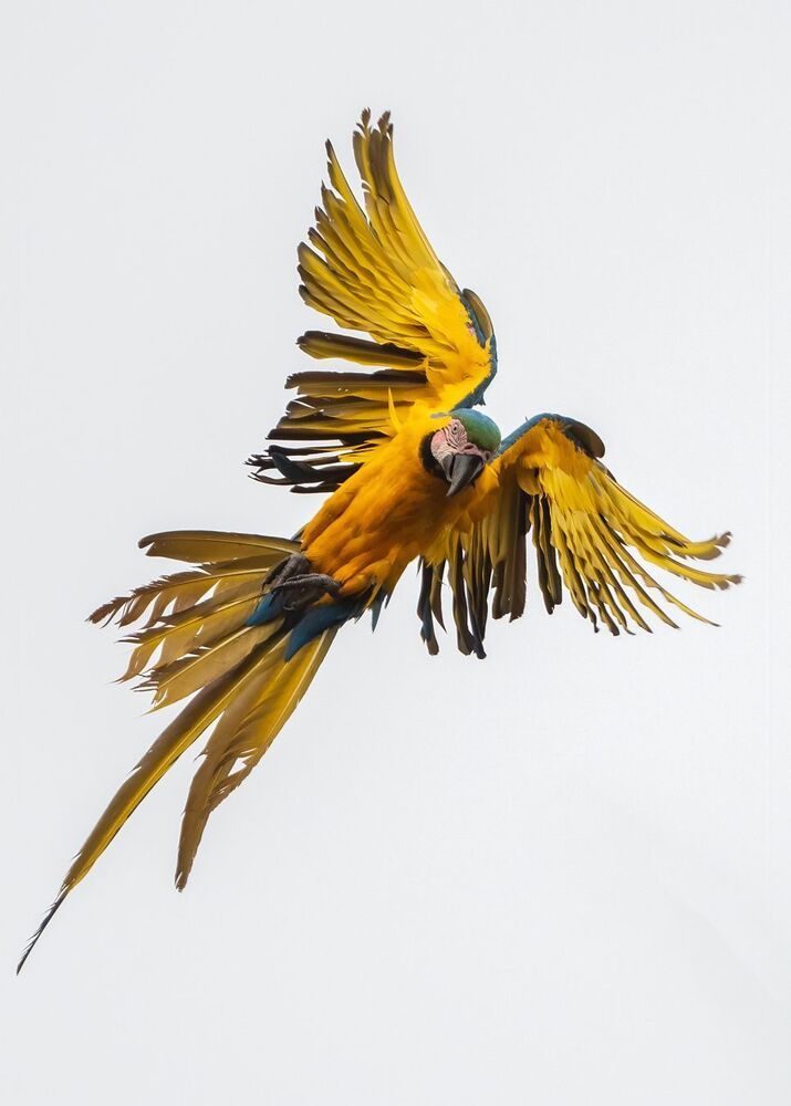 Blue and Yellow Macaw (4)