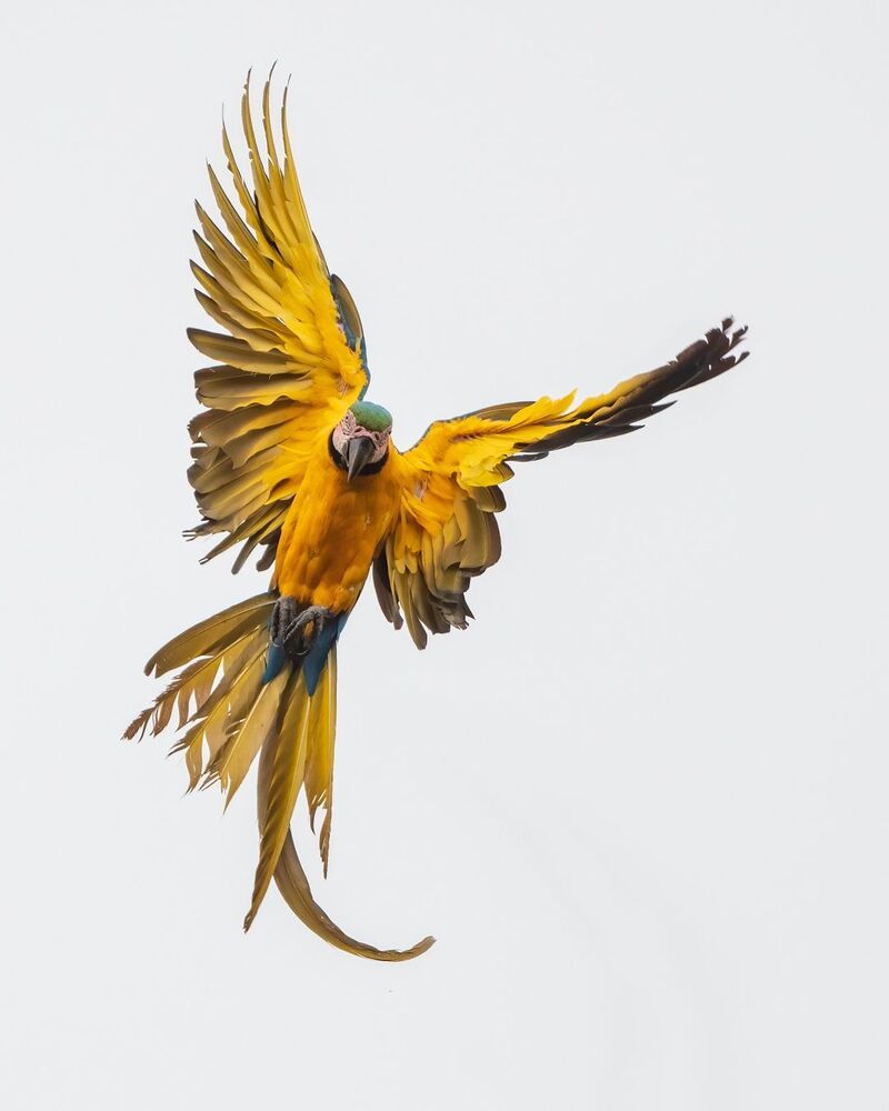 Blue and Yellow Macaw (5)