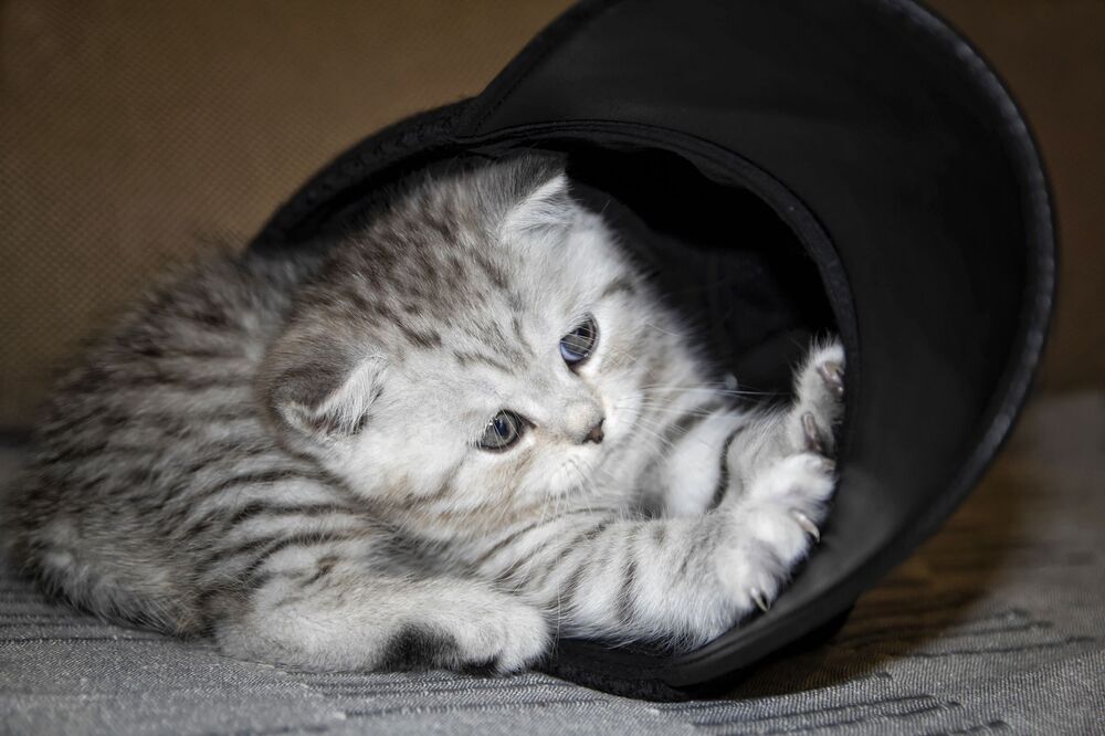 Котенок в шляпе (3)