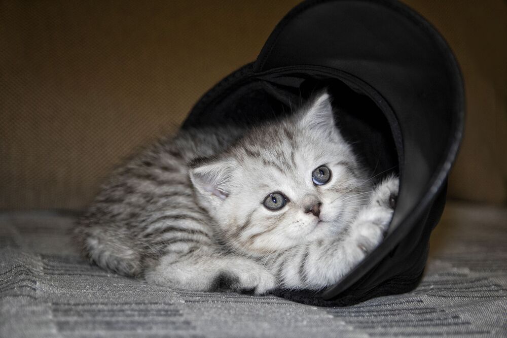 Котенок в шляпе (4)
