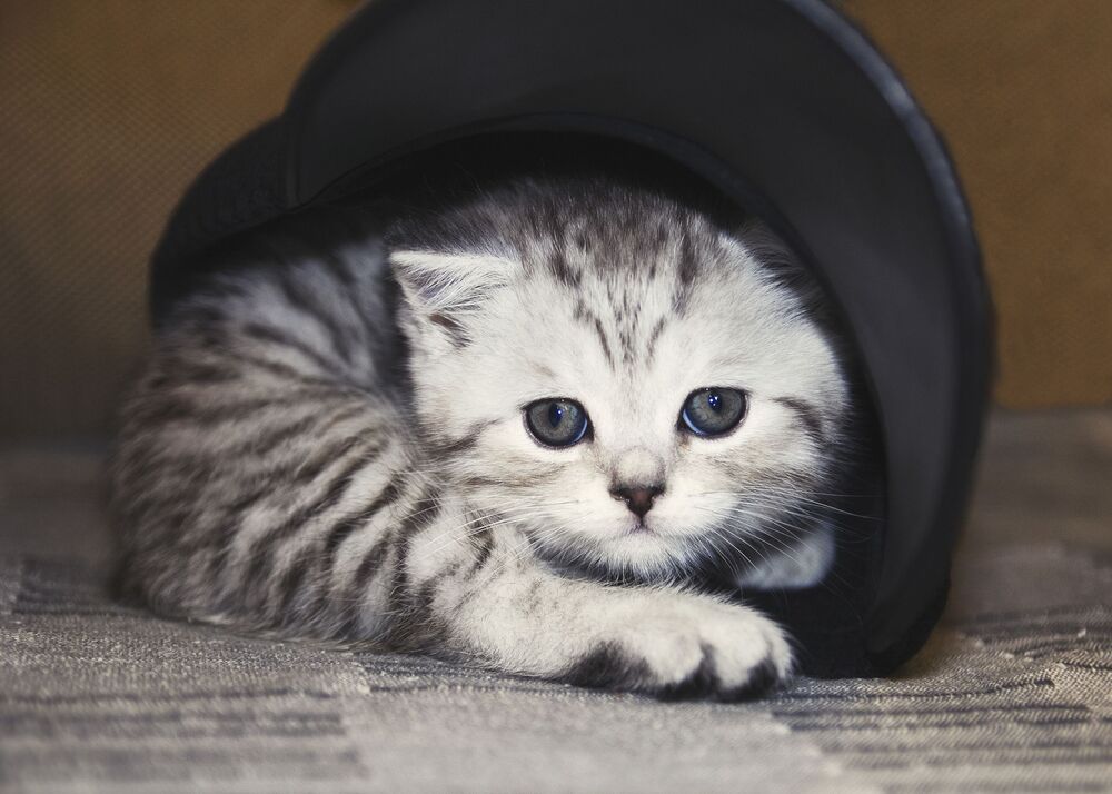 Котенок в шляпе (5)