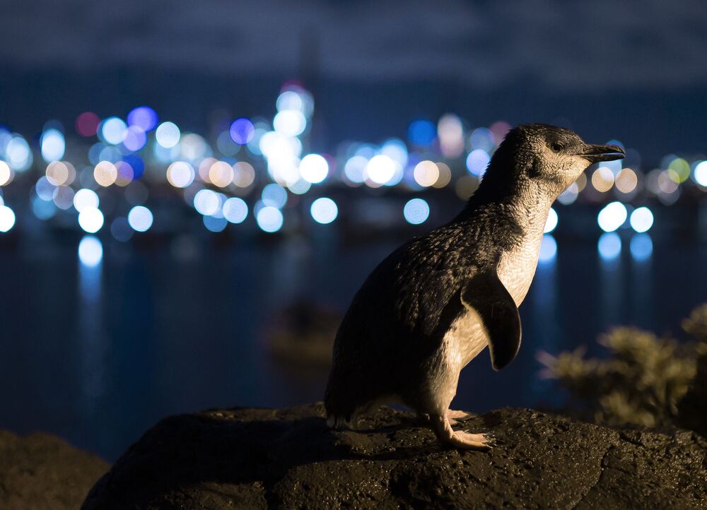 Small Peguin Big City (4)