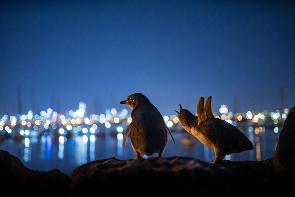 Small Peguin Big City (5)