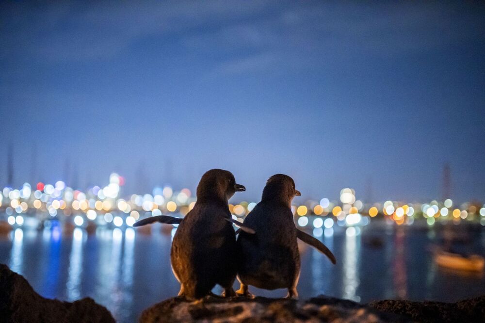 Small Peguin Big City (2)