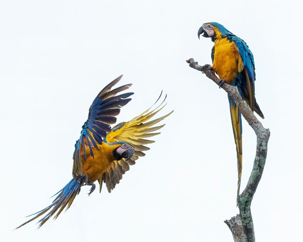 Blue and Yellow Macaw (2)