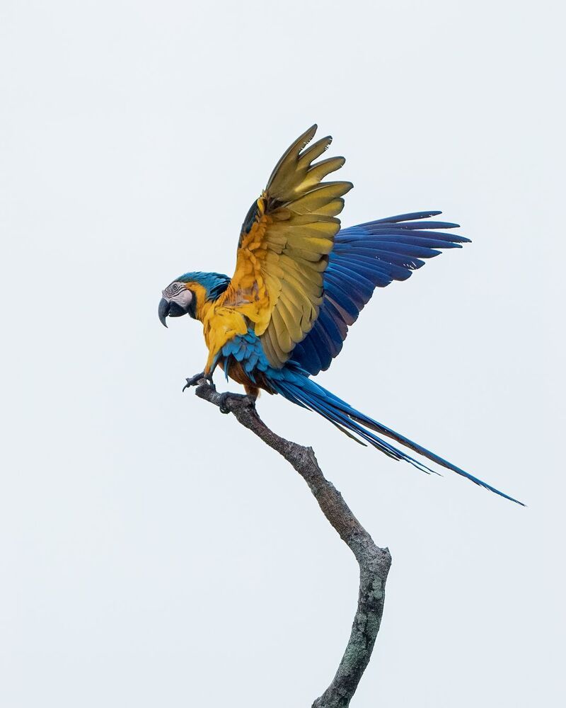 Blue and Yellow Macaw (4)