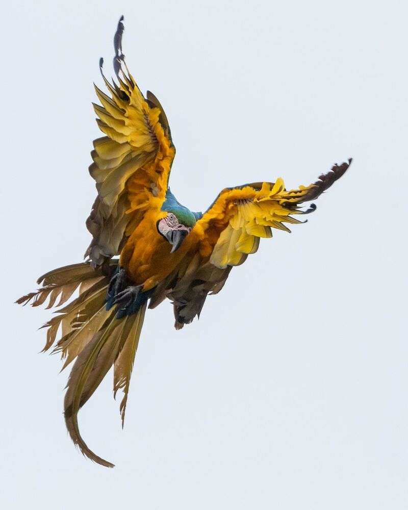 Blue and Yellow Macaw (5)
