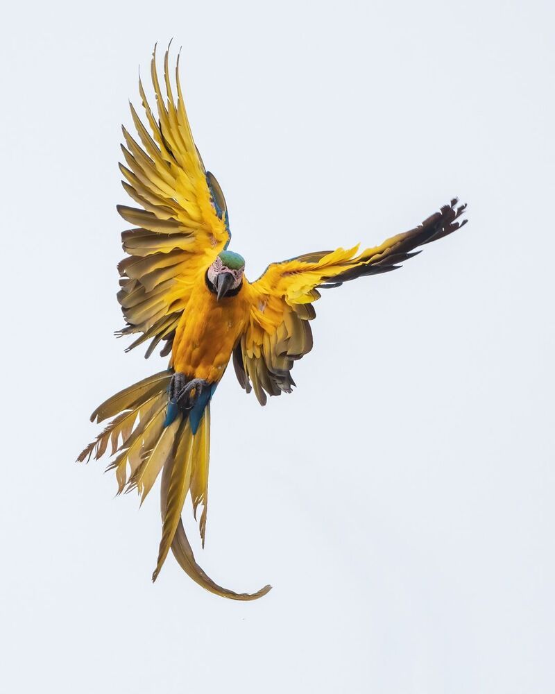 Blue and Yellow Macaw (6)