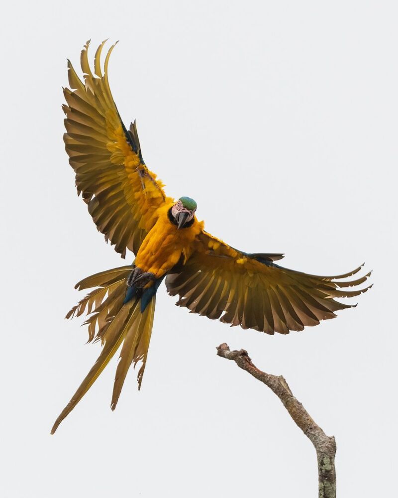 Blue and Yellow Macaw (7)