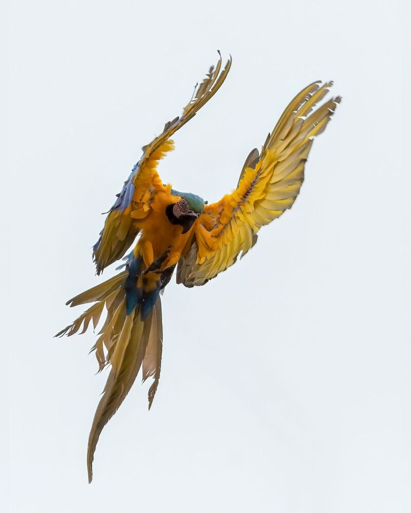 Blue and Yellow Macaw (8)