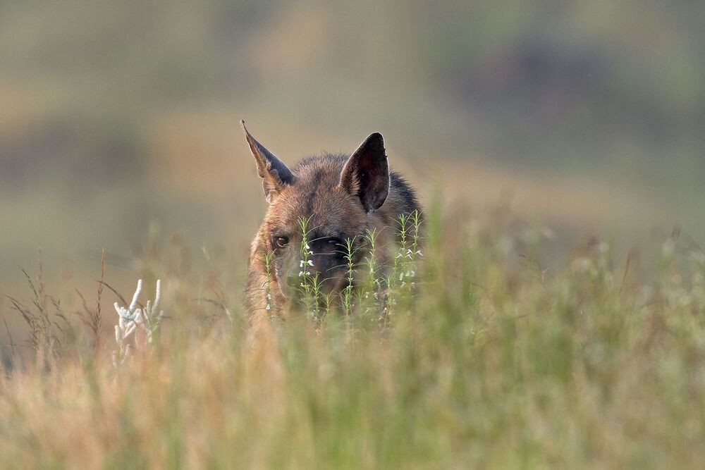 Rising Hyena (2)