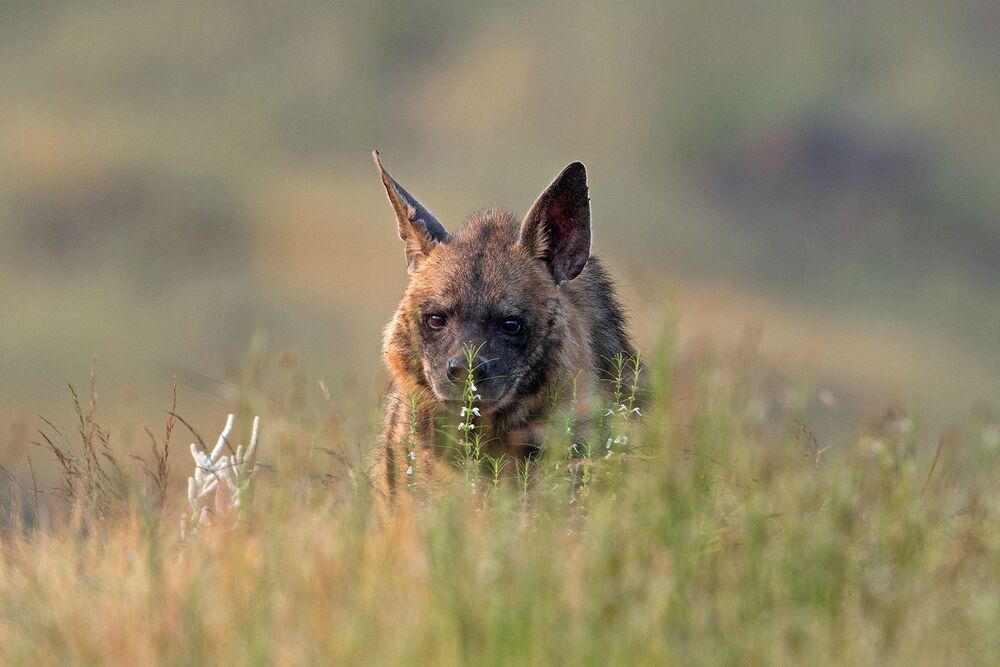 Rising Hyena (3)