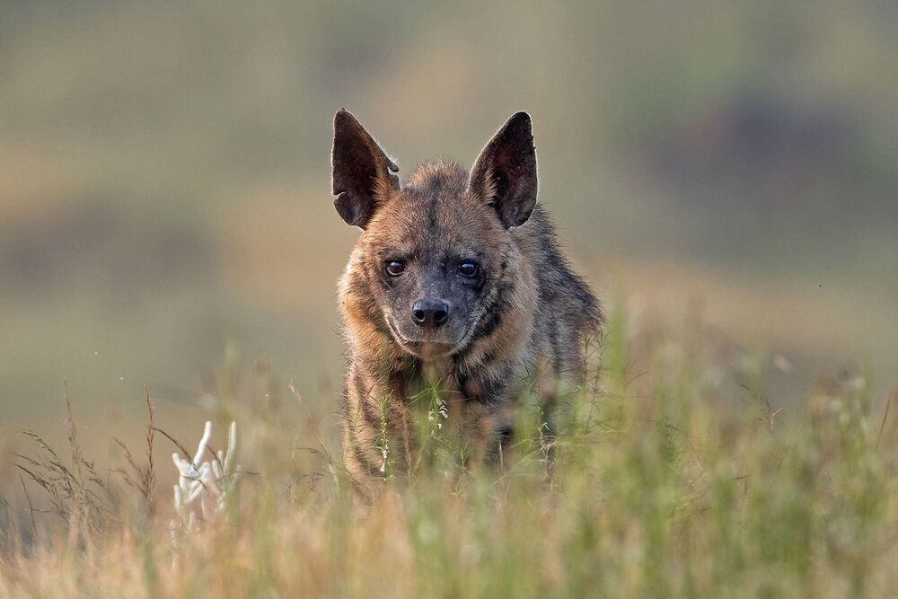 Rising Hyena (4)