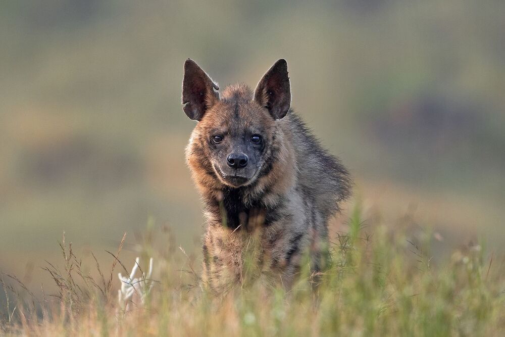 Rising Hyena (5)